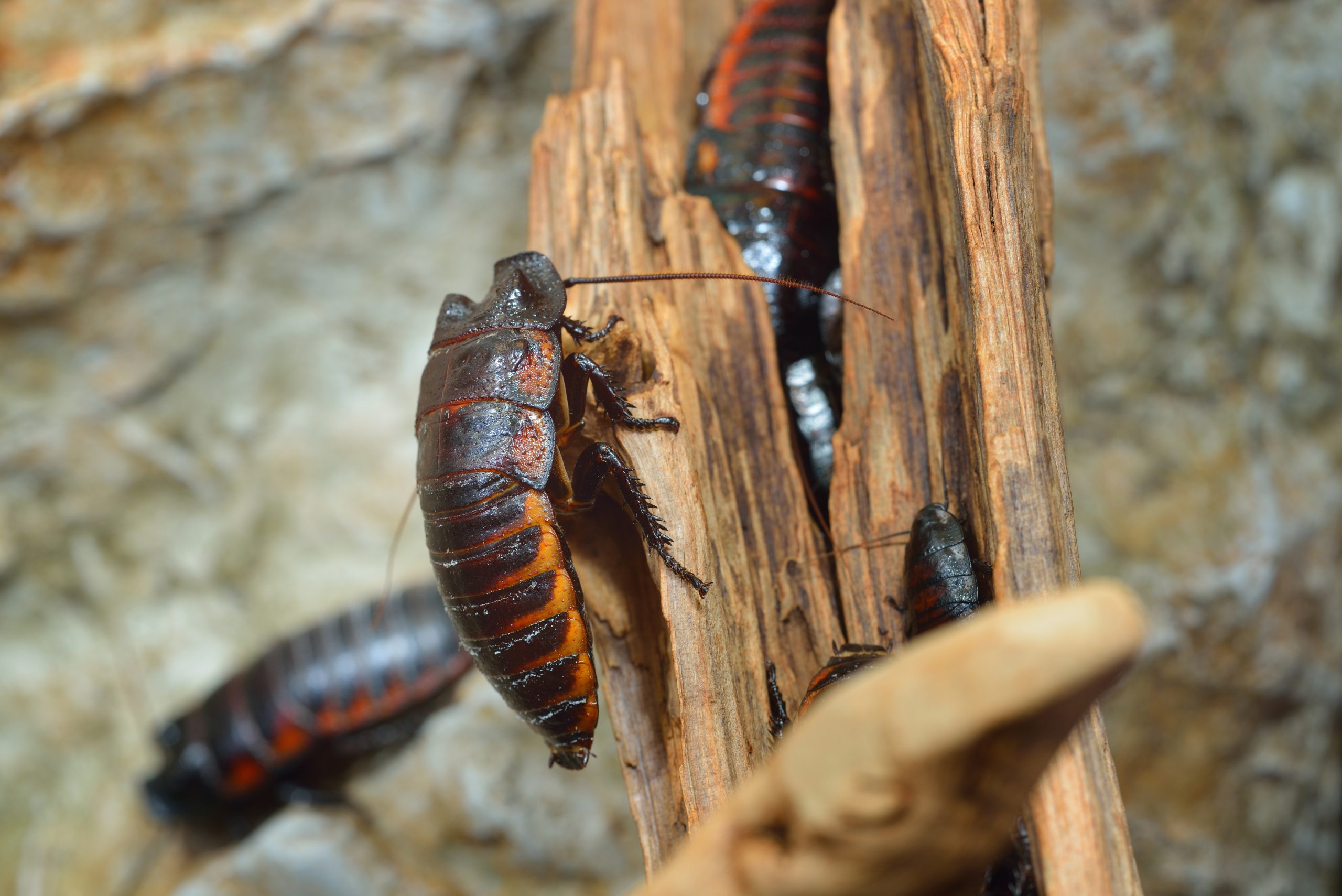 Guardian Termite Control