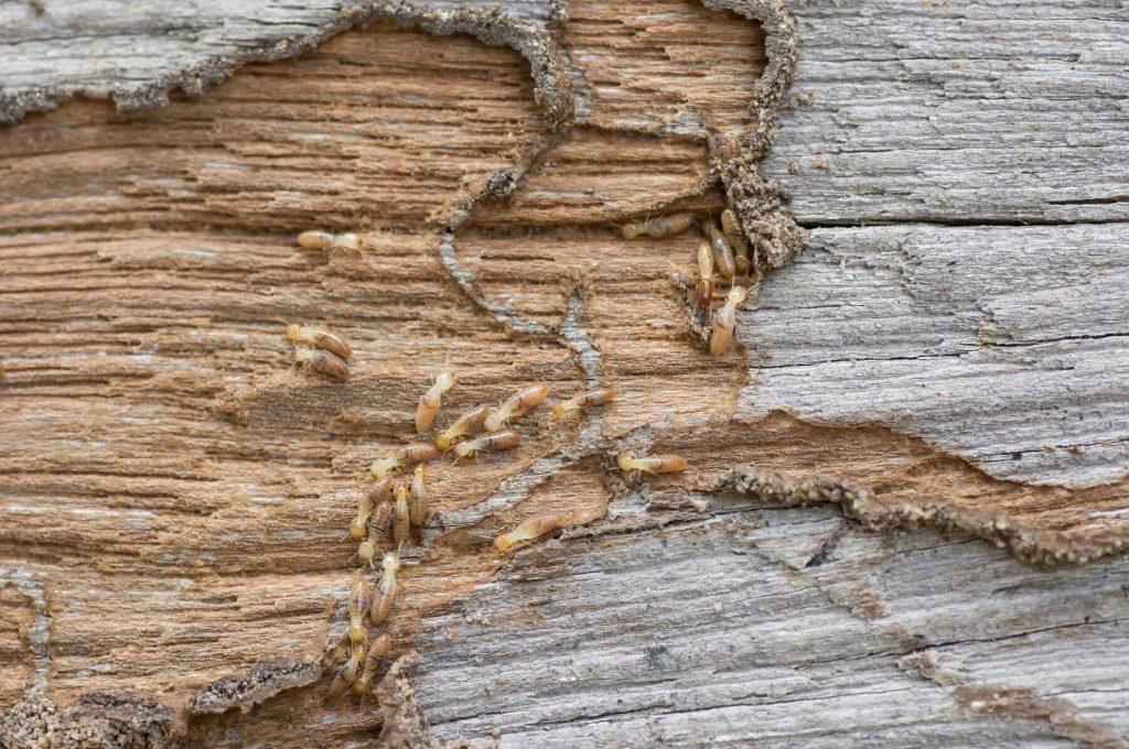 termite treatment okc