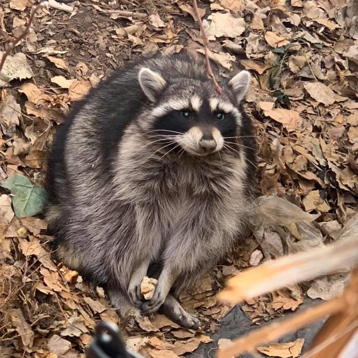 Raccoons Removal Service