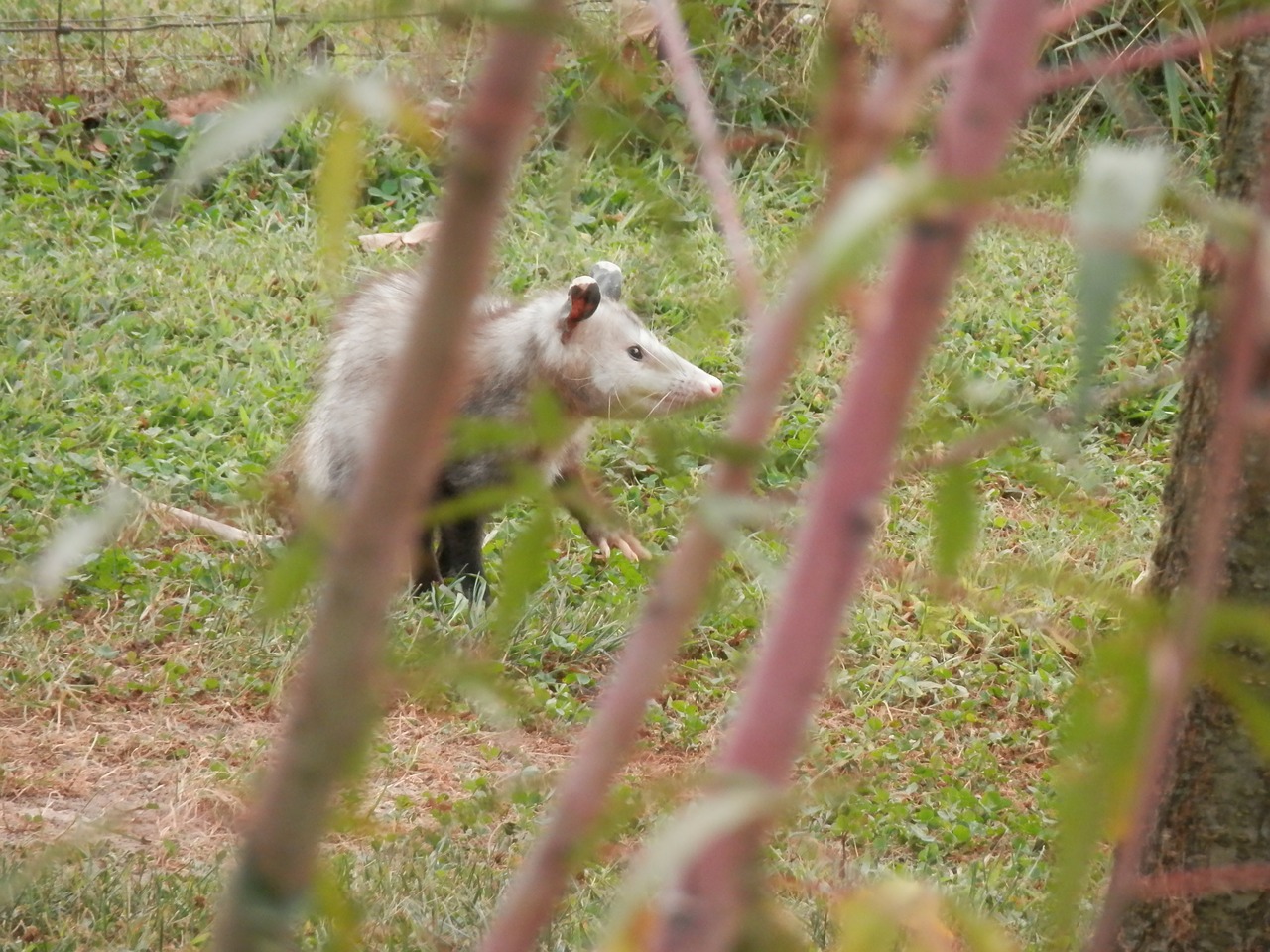 Possum Trapping Service