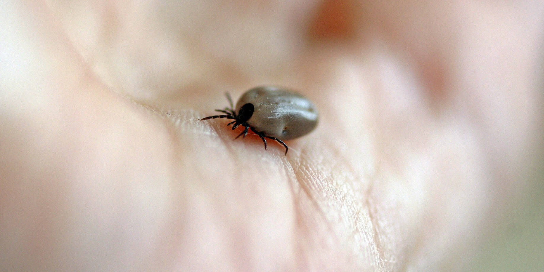 Tick Control Treatments In Oklahoma City OK - Prevent Ticks