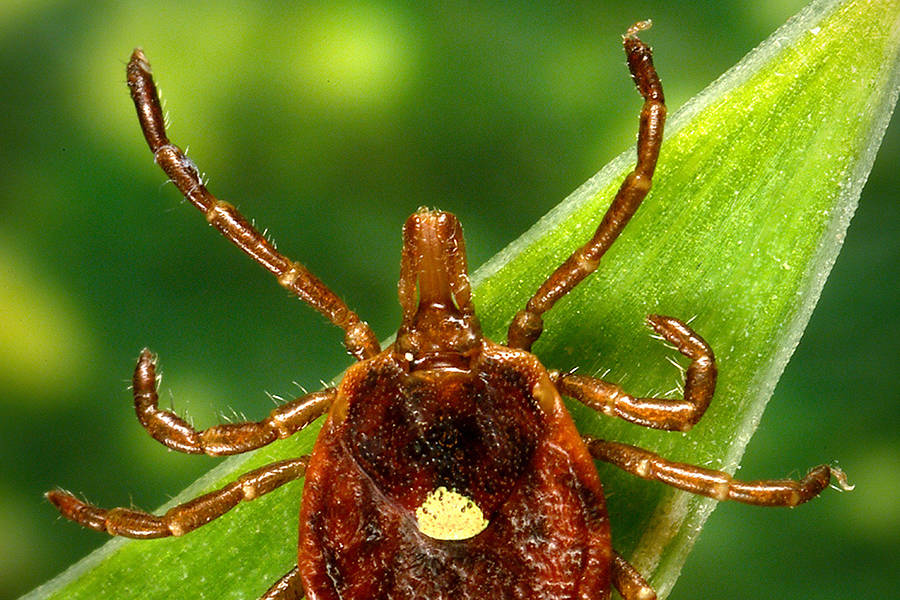 Ticks Removal Tips