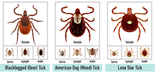 Ticks Removal Service