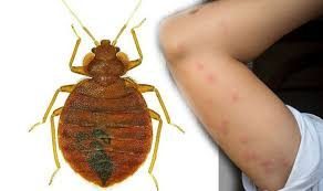 bed bug exterminator okc