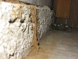 termite inspection okc