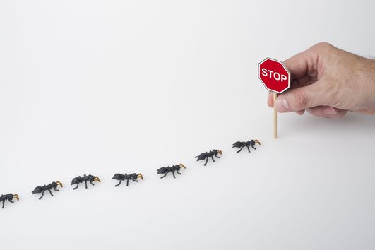 Ants Pest Control OKC