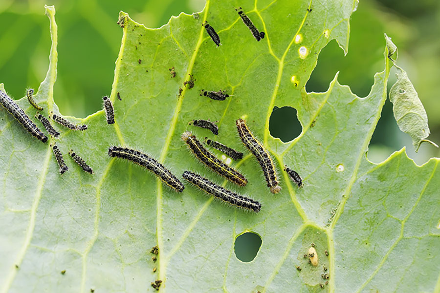 nasty black caterpillars crawl on green cabbage leaves and eat t