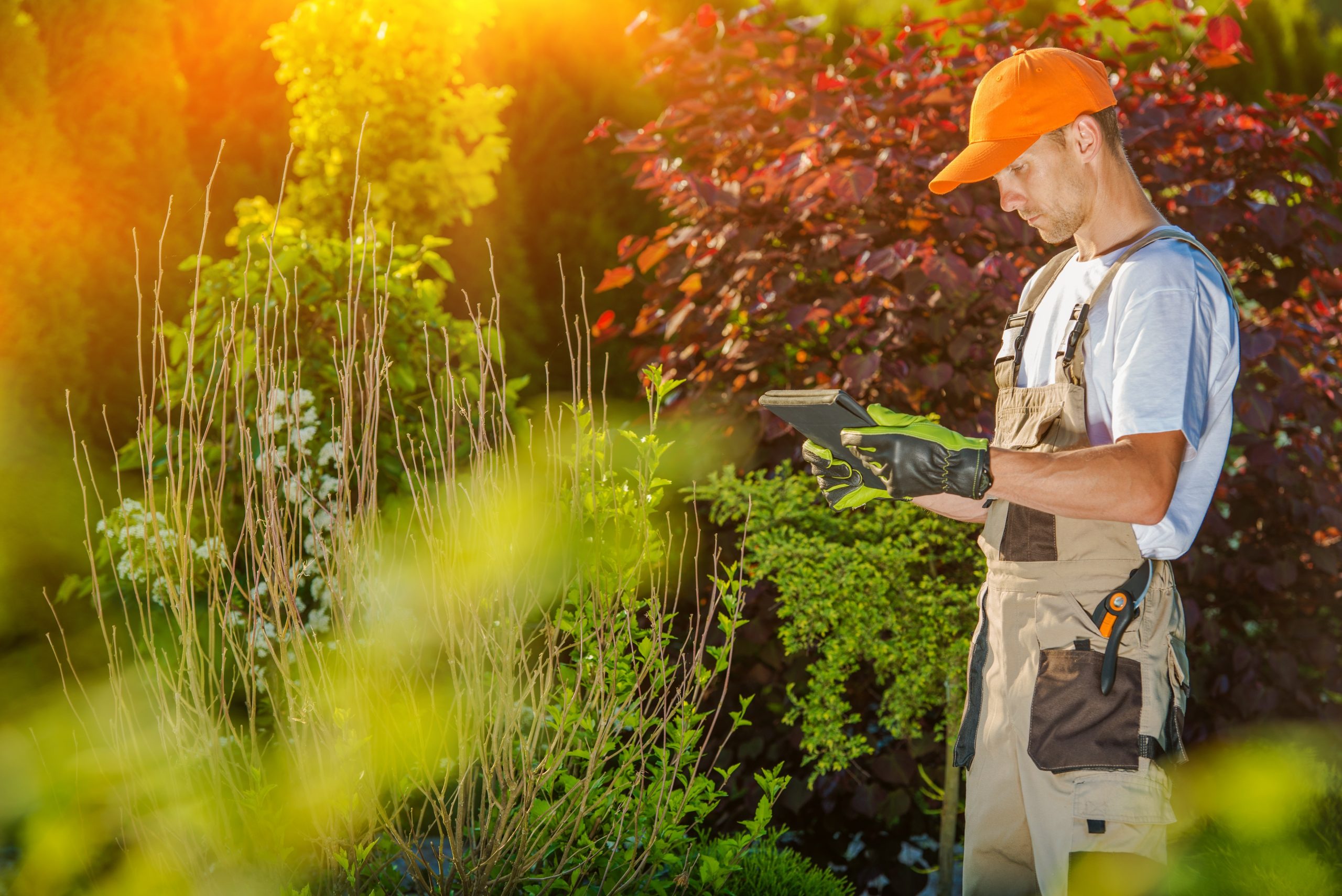 Lawn Weed Control & Fertilization