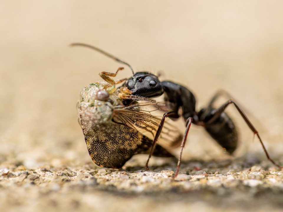 Dangerous Carpenter Ant