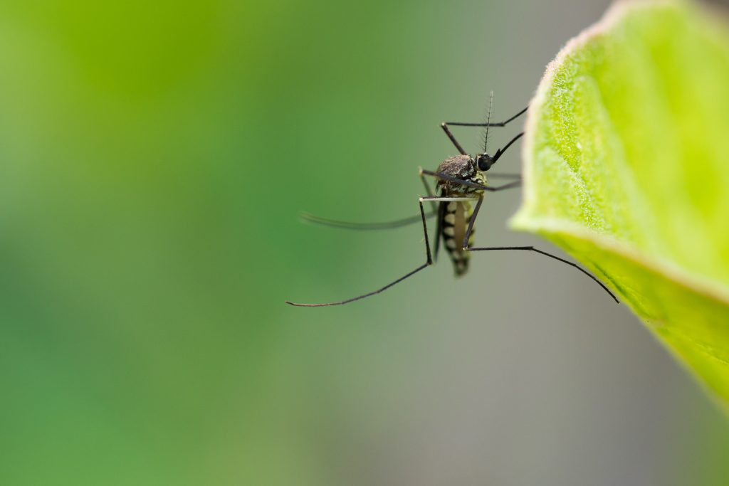 Aedes,Aegypti,Mosquito.,Close,Up,A,Mosquito,On,Leaf,