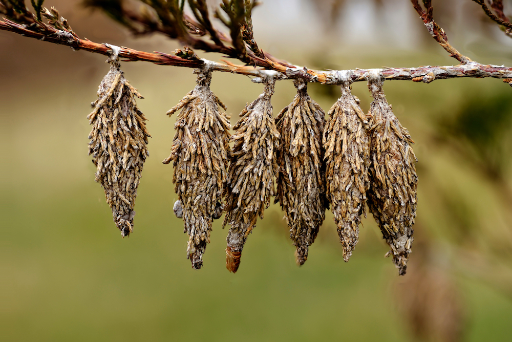 Bagworm Webworm Control Treatments In Oklahoma City Ok Area