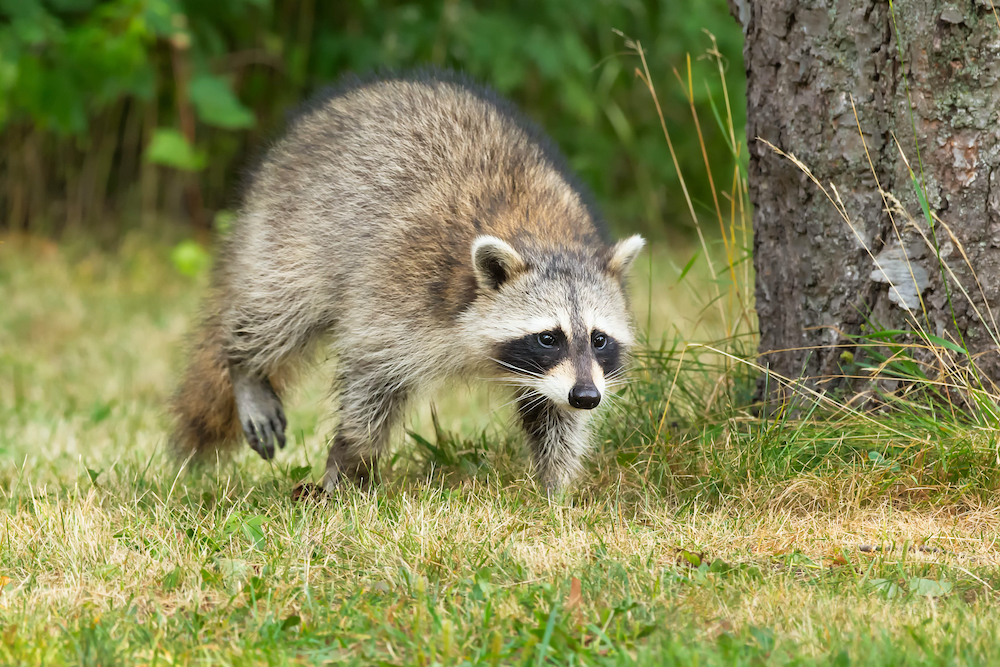 A,Common,Raccoon,Is,Walking,In,The,Short,Grass,Past