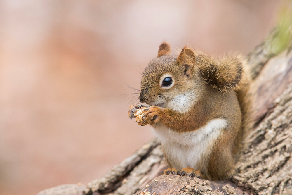 American,Red,Squirrel,In,Winter