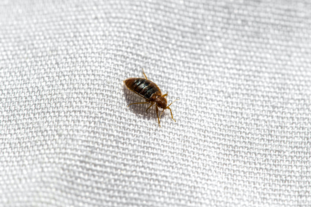 bed bug exterminator okc