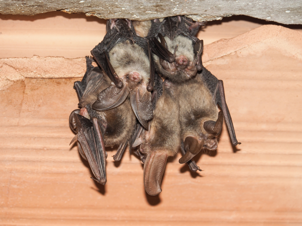 Group,Of,Brown,Long-eared,Bat,(plecotus,Auritus)